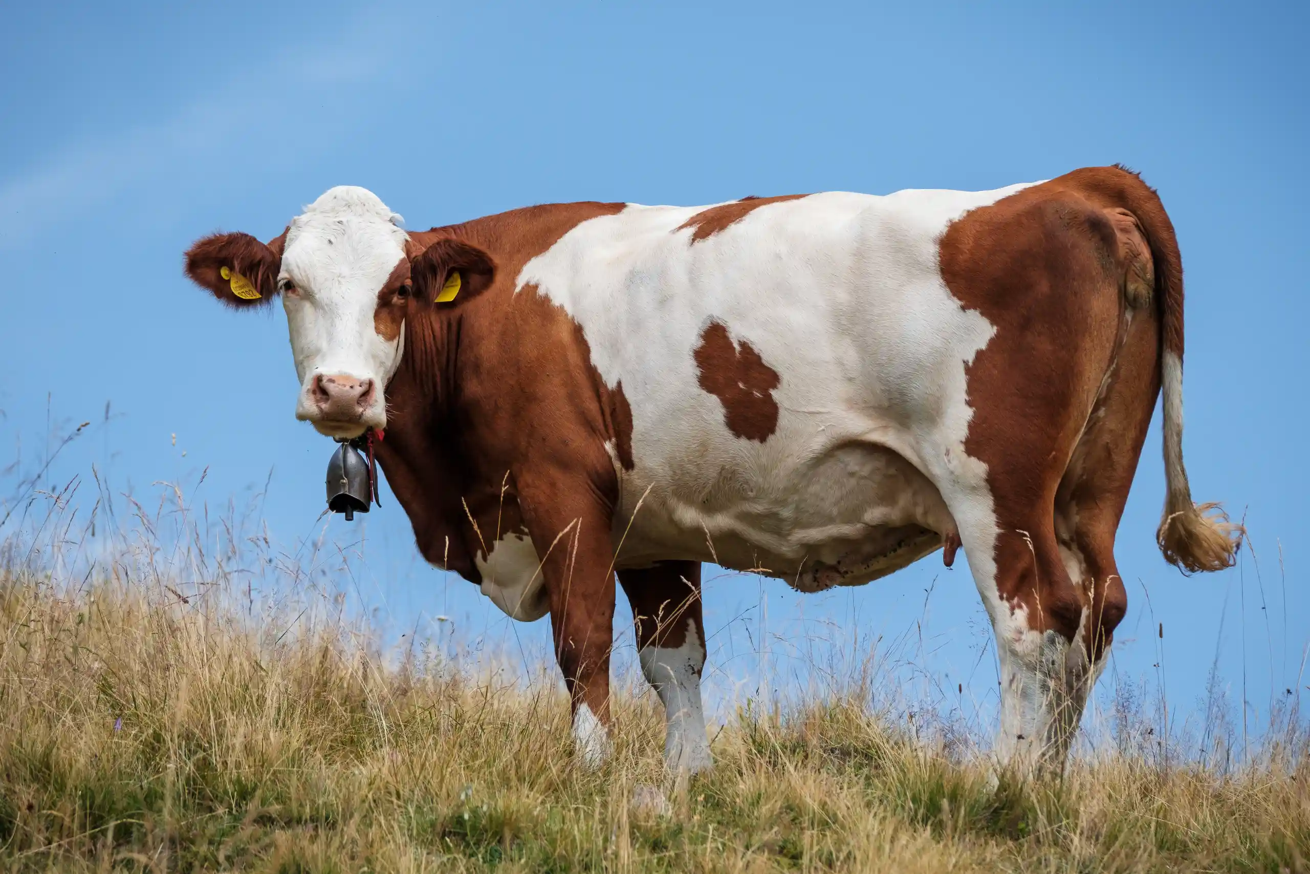 Mucca